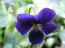 Viola Odorata